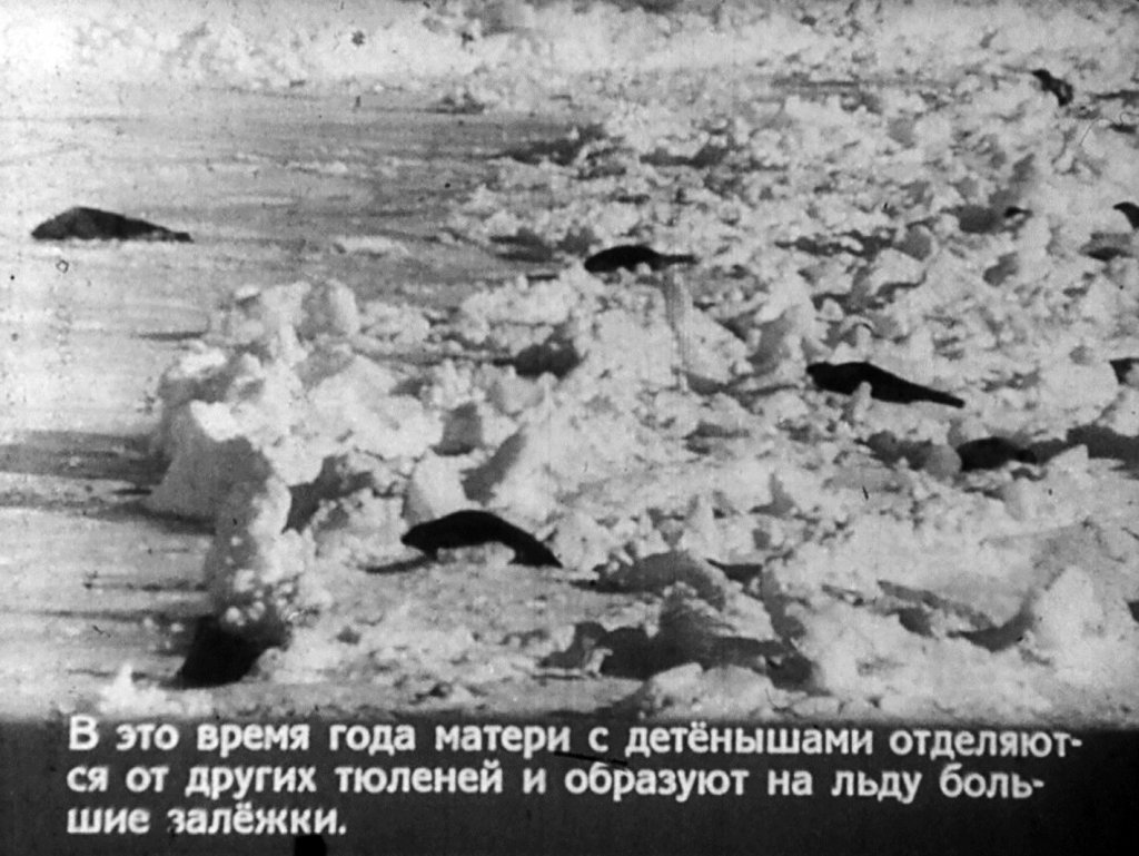 Кадр 4 диафильма «Во льдах океана. Часть 2»