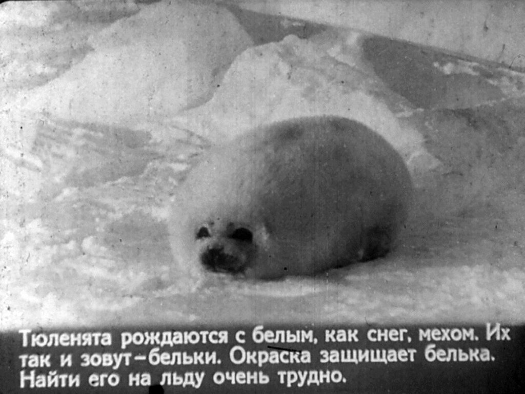 Кадр 5 диафильма «Во льдах океана. Часть 2»