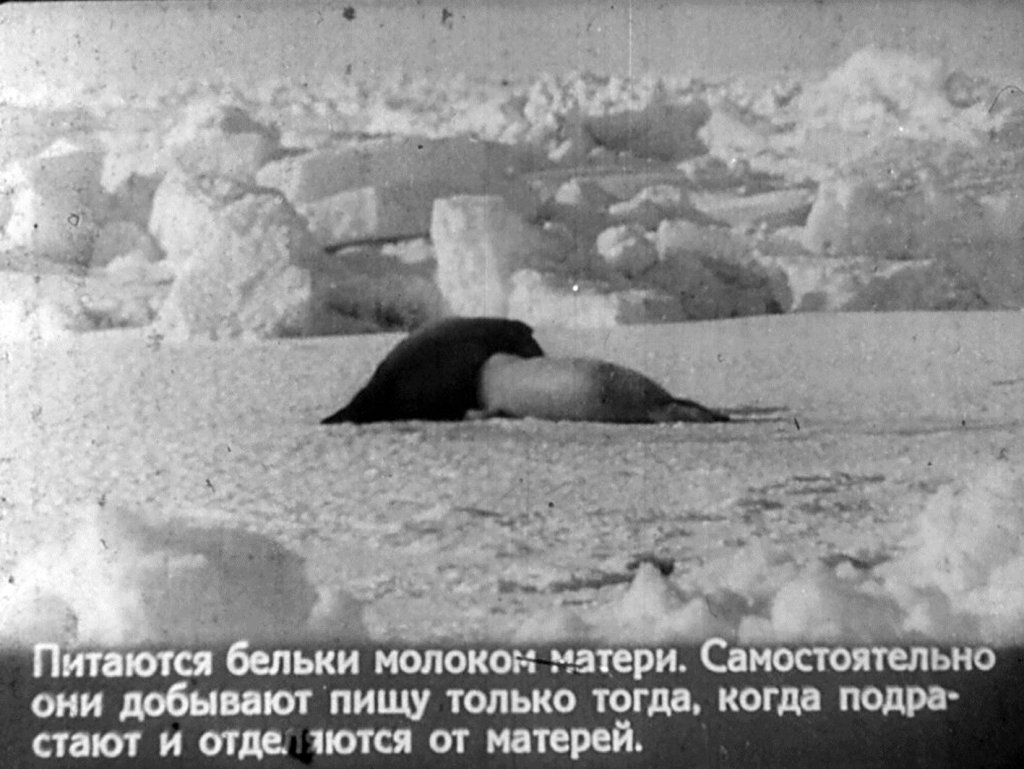 Кадр 6 диафильма «Во льдах океана. Часть 2»