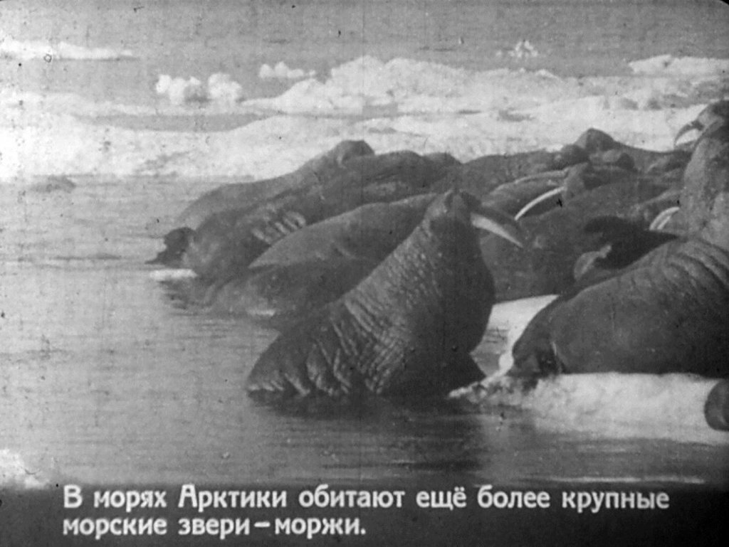 Кадр 7 диафильма «Во льдах океана. Часть 2»