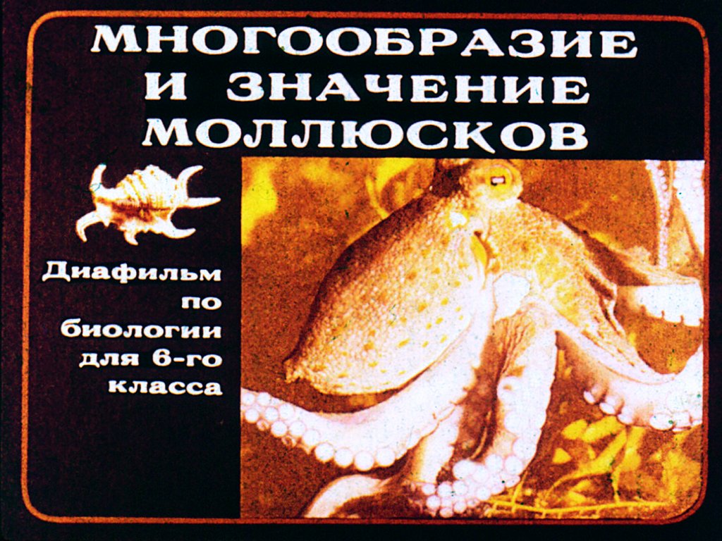 Кадр 1 диафильма «Многообразие и значение моллюсков»