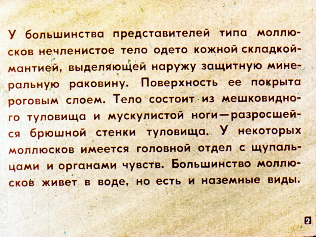 Кадр 2 диафильма «Многообразие и значение моллюсков»