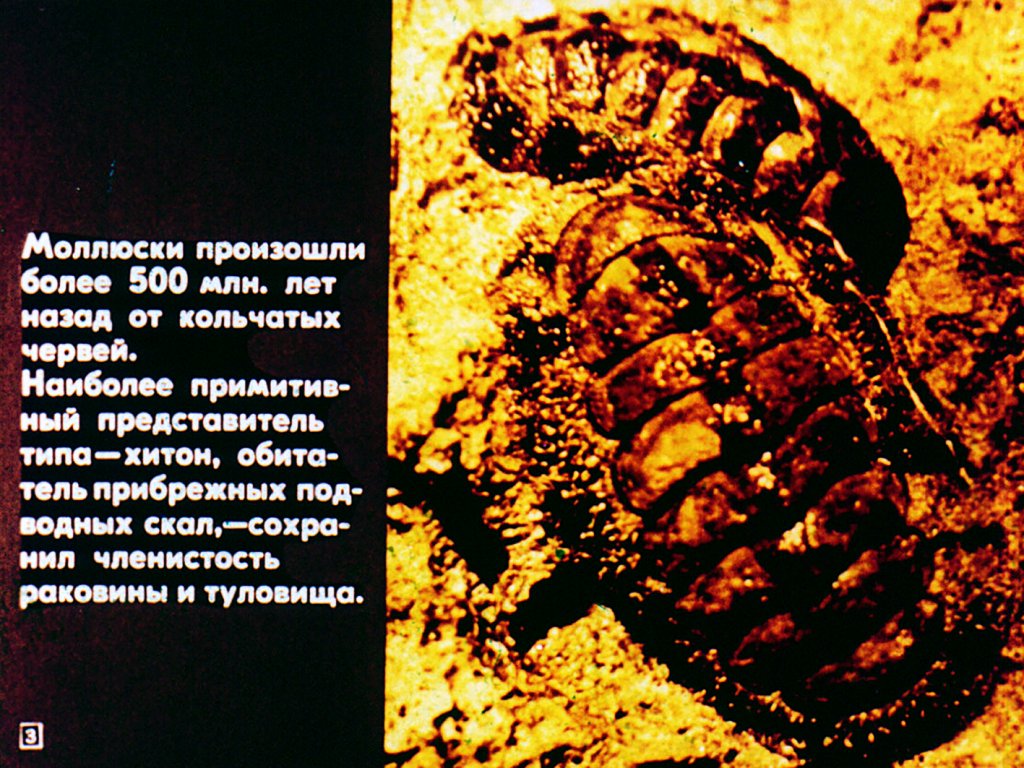 Кадр 3 диафильма «Многообразие и значение моллюсков»