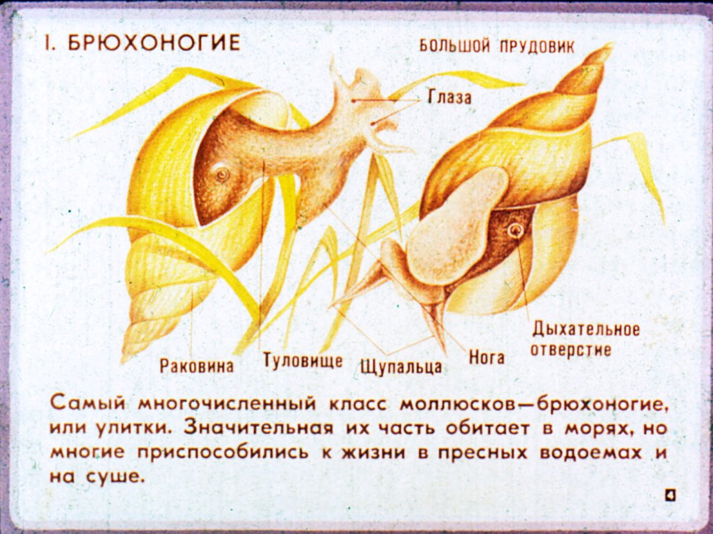 Кадр 4 диафильма «Многообразие и значение моллюсков»