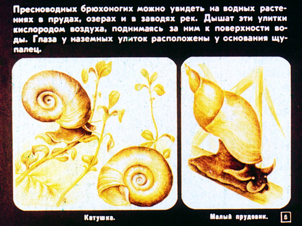 Кадр 5 диафильма «Многообразие и значение моллюсков»