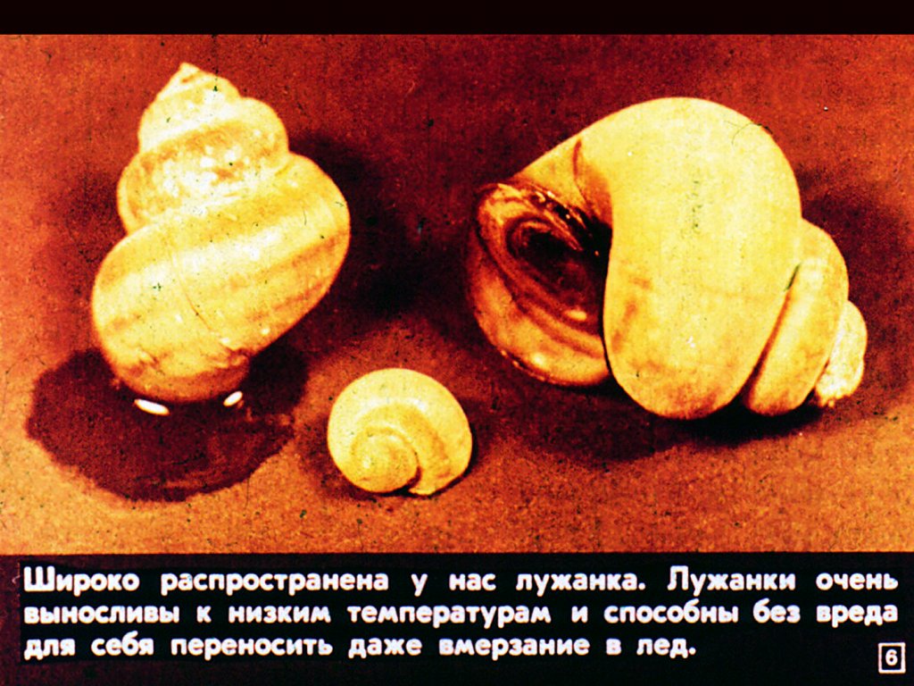 Кадр 6 диафильма «Многообразие и значение моллюсков»