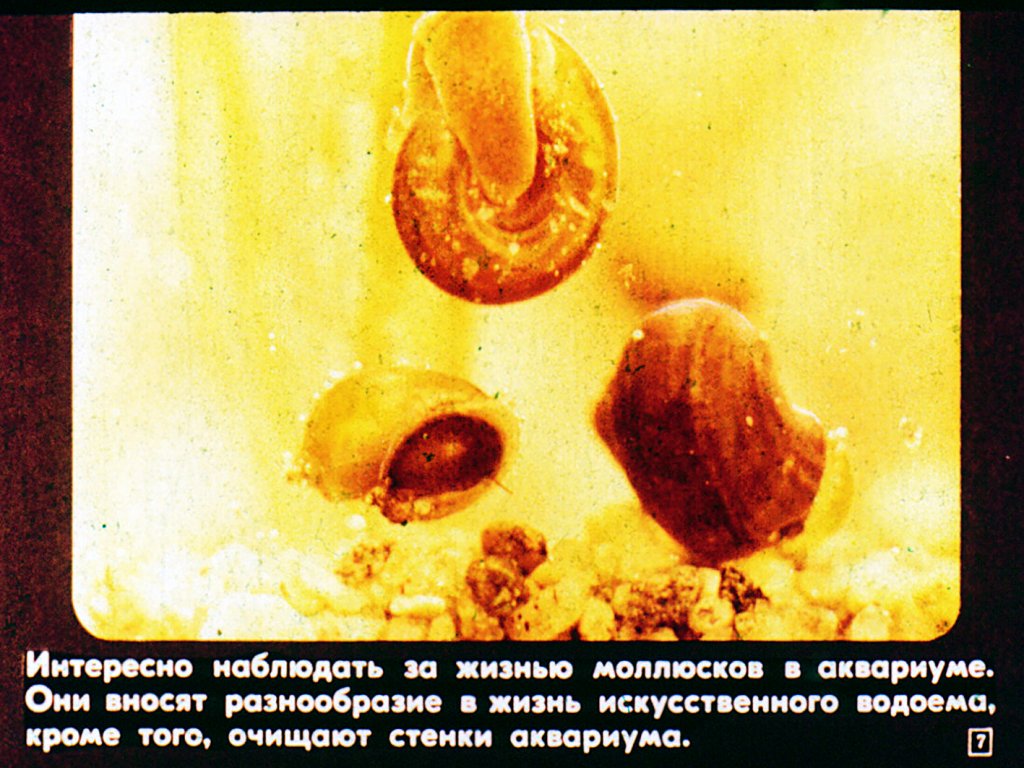 Кадр 7 диафильма «Многообразие и значение моллюсков»