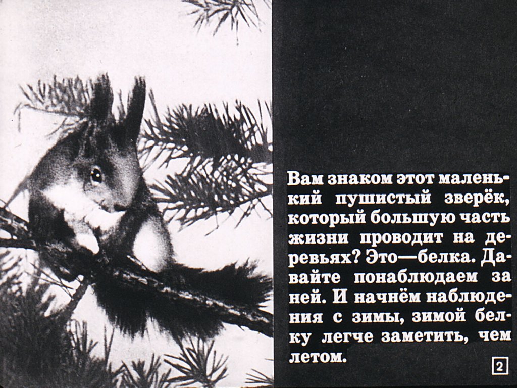 Кадр 2 диафильма «Белкин год»