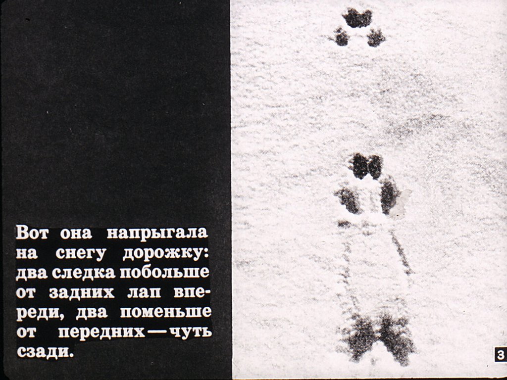 Кадр 3 диафильма «Белкин год»