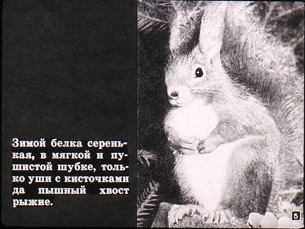 Кадр 5 диафильма «Белкин год»