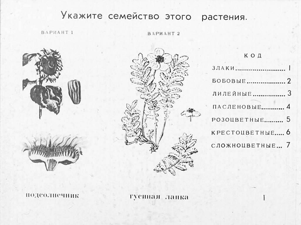Кадр 1 диафильма «Семейства цветковых растений»