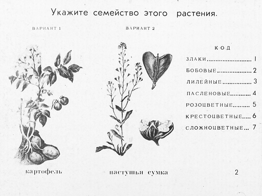 Кадр 2 диафильма «Семейства цветковых растений»