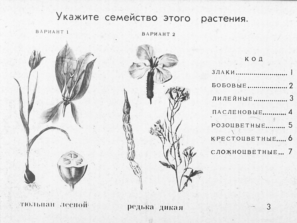 Кадр 3 диафильма «Семейства цветковых растений»
