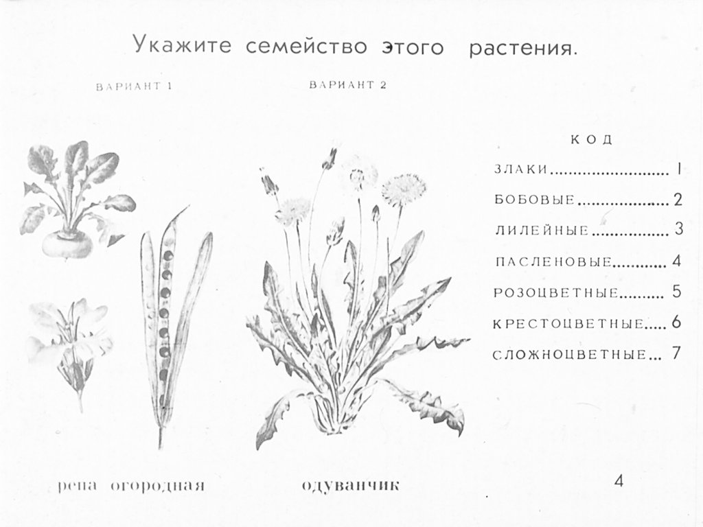 Кадр 4 диафильма «Семейства цветковых растений»
