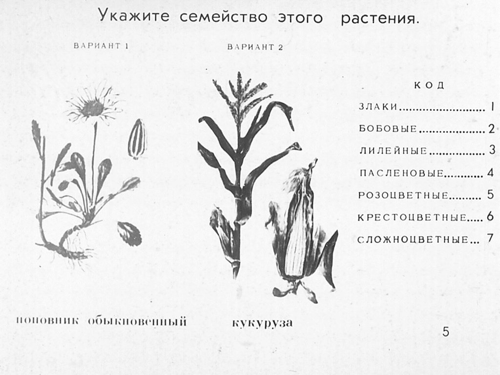 Кадр 5 диафильма «Семейства цветковых растений»