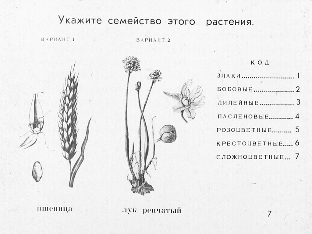 Кадр 7 диафильма «Семейства цветковых растений»