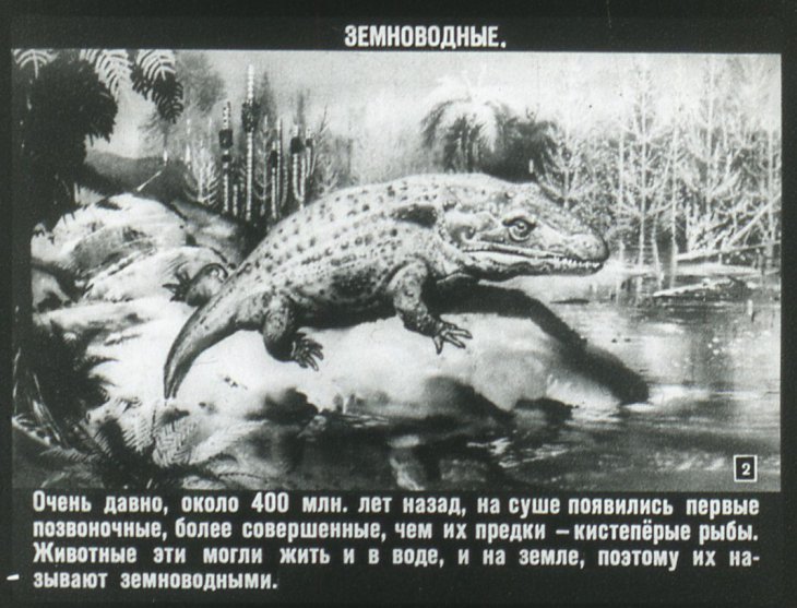 Кадр 2 диафильма «Земноводные и пресмыкающиеся»