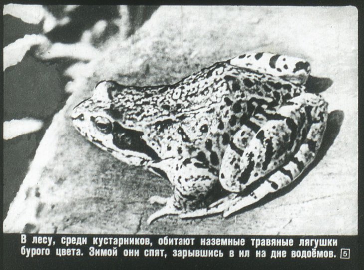 Кадр 5 диафильма «Земноводные и пресмыкающиеся»