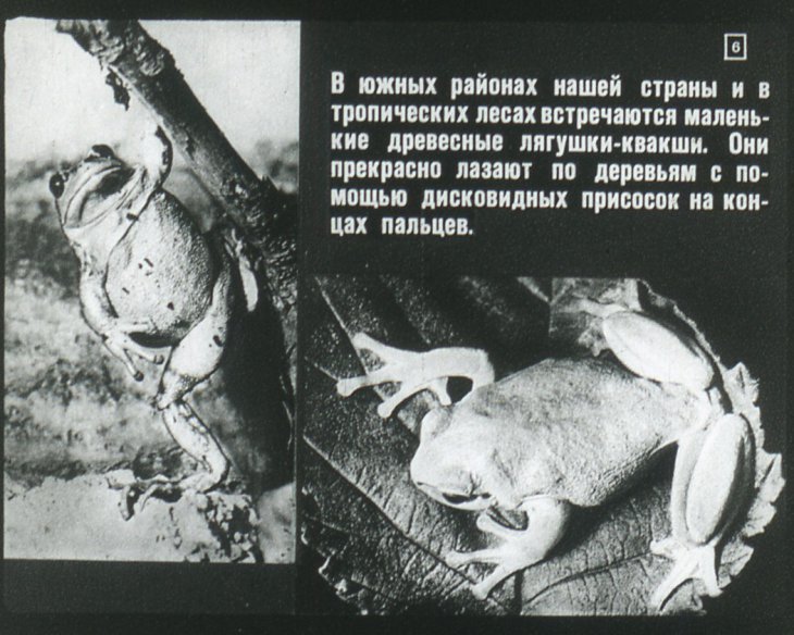 Кадр 6 диафильма «Земноводные и пресмыкающиеся»