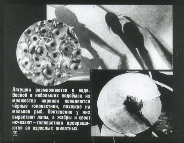 Кадр 7 диафильма «Земноводные и пресмыкающиеся»