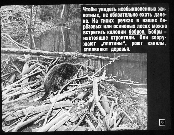 Кадр 3 диафильма «Необыкновенные животные»