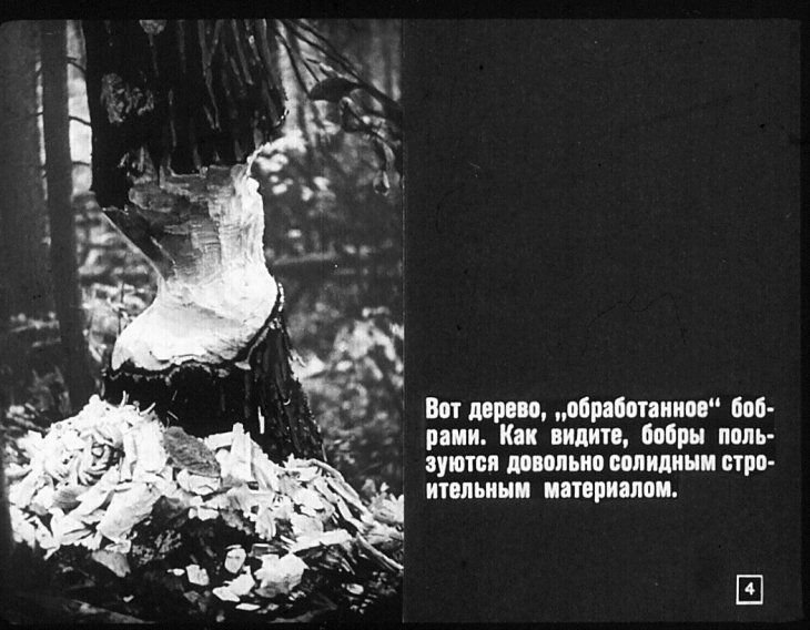 Кадр 4 диафильма «Необыкновенные животные»