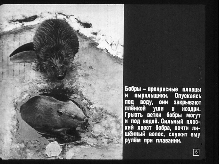 Кадр 5 диафильма «Необыкновенные животные»