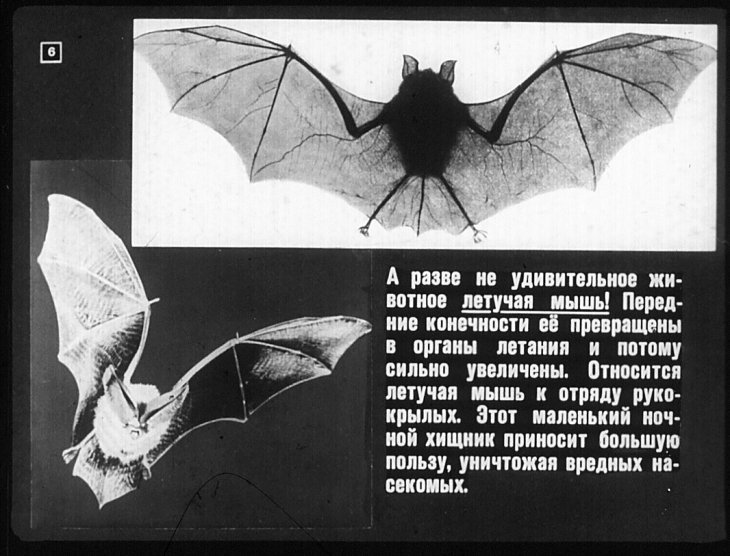 Кадр 6 диафильма «Необыкновенные животные»