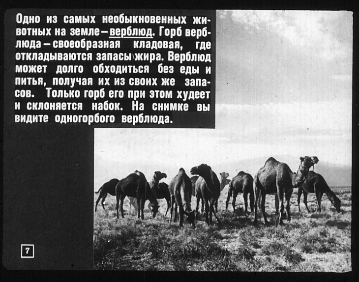 Кадр 7 диафильма «Необыкновенные животные»