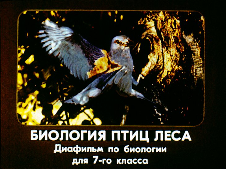 Кадр 1 диафильма «Биология птиц леса»