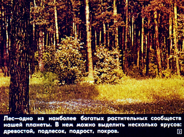 Кадр 2 диафильма «Биология птиц леса»