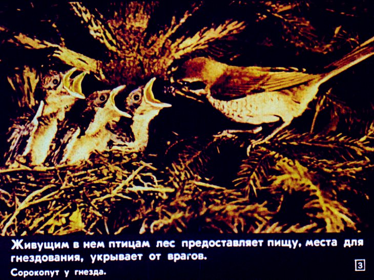 Кадр 3 диафильма «Биология птиц леса»