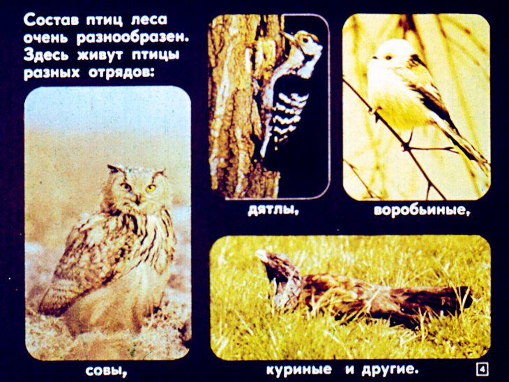 Кадр 4 диафильма «Биология птиц леса»