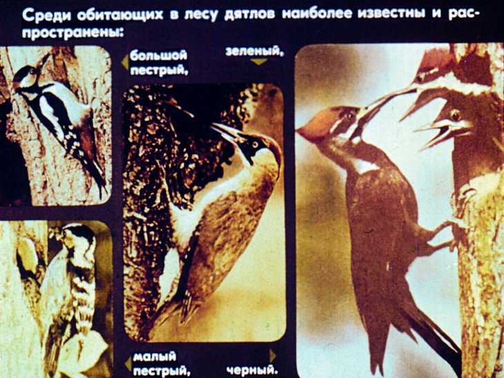Кадр 5 диафильма «Биология птиц леса»
