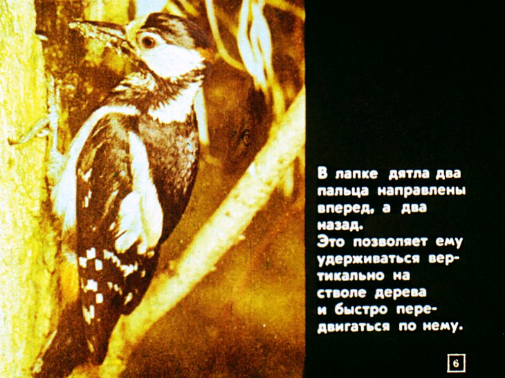 Кадр 6 диафильма «Биология птиц леса»