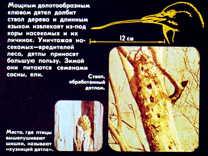 Кадр 7 диафильма «Биология птиц леса»