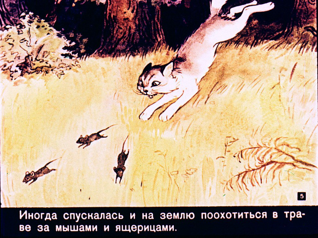 Кадр 5 диафильма «Как кошка с собакой дружить перестали»