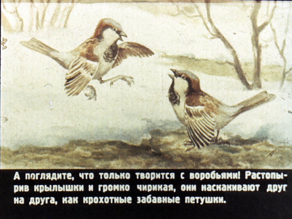 Кадр 3 диафильма «Кто как весну встречает»