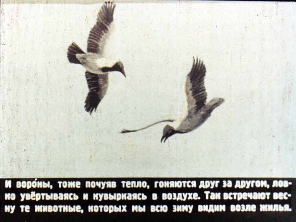 Кадр 4 диафильма «Кто как весну встречает»