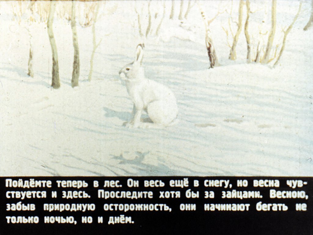 Кадр 5 диафильма «Кто как весну встречает»