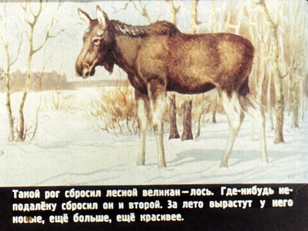 Кадр 7 диафильма «Кто как весну встречает»