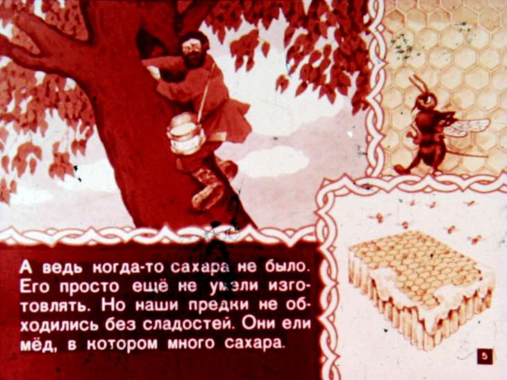 Кадр 5 диафильма «Откуда пришел сахар?»