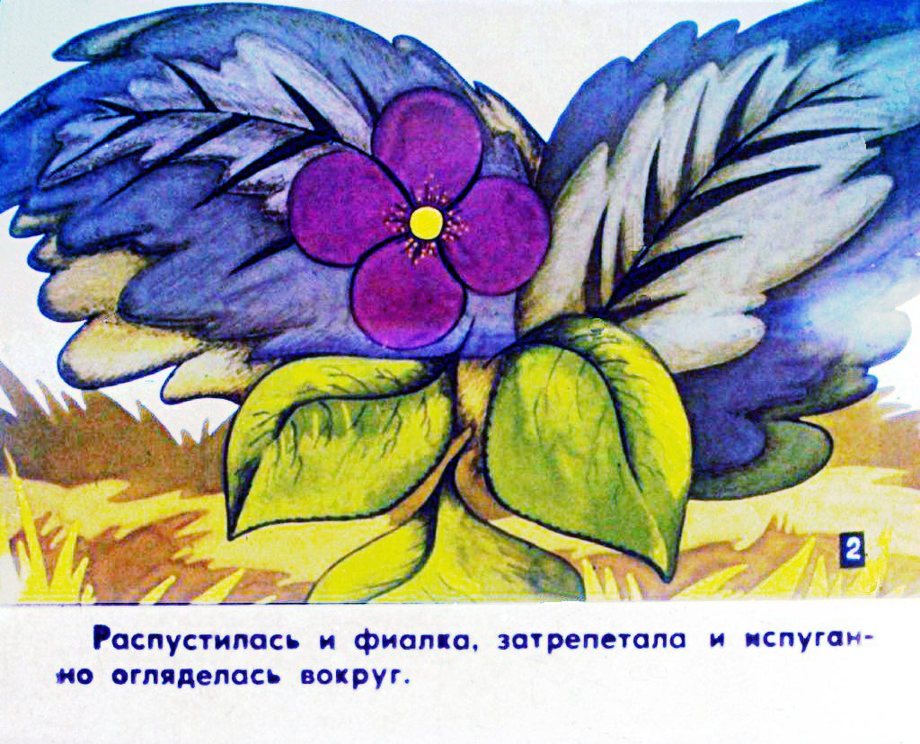Кадр 3 диафильма «Про фиалку. Часть 1»