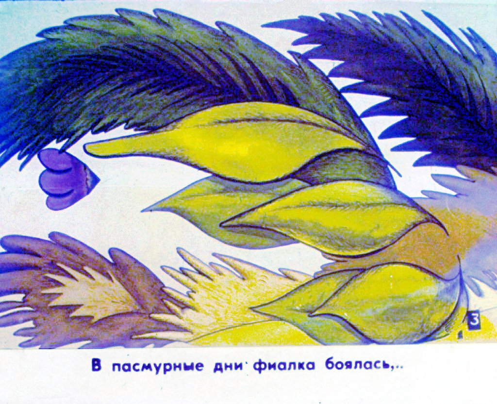Кадр 4 диафильма «Про фиалку. Часть 1»