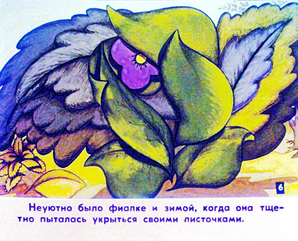 Кадр 7 диафильма «Про фиалку. Часть 1»