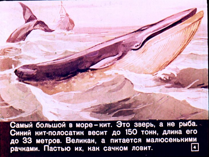 Кадр 4 диафильма «Кто в море живет»