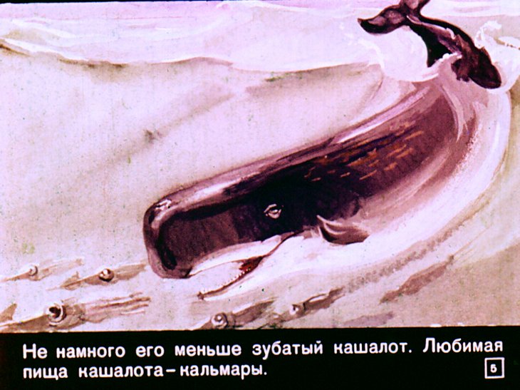 Кадр 5 диафильма «Кто в море живет»