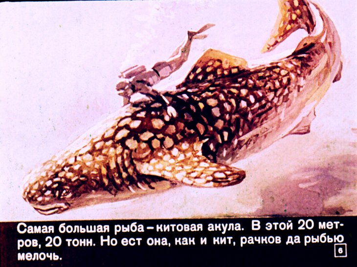 Кадр 6 диафильма «Кто в море живет»