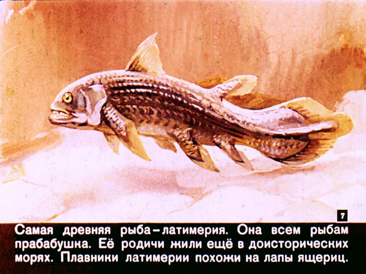 Кадр 7 диафильма «Кто в море живет»