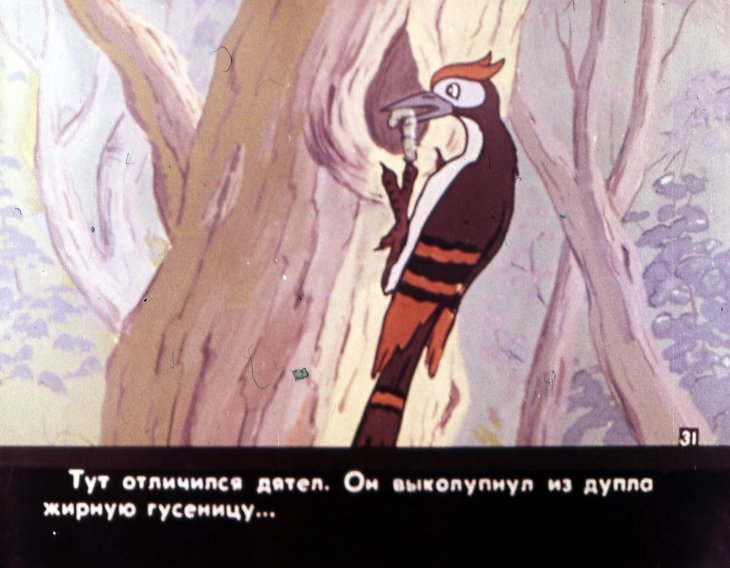 Кадр 5 диафильма «Свадьба соек. Часть 2»